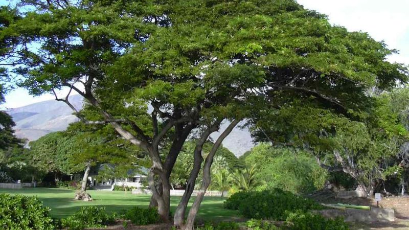 Cây có nhiều cành, nên tán lá rất rộng vì vậy mà chúng thường được trồng ở các khuôn viên công cộng để tạo bóng mát.