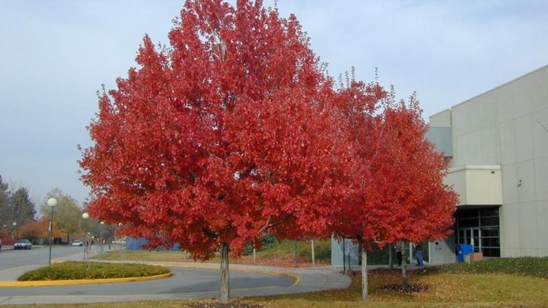 Tổng hợp những loại cây có màu đỏ trang trí sân vườn tuyệt đẹp