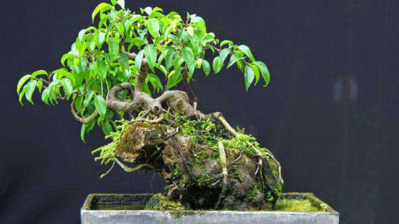 Bonsai mini Cây Sanh