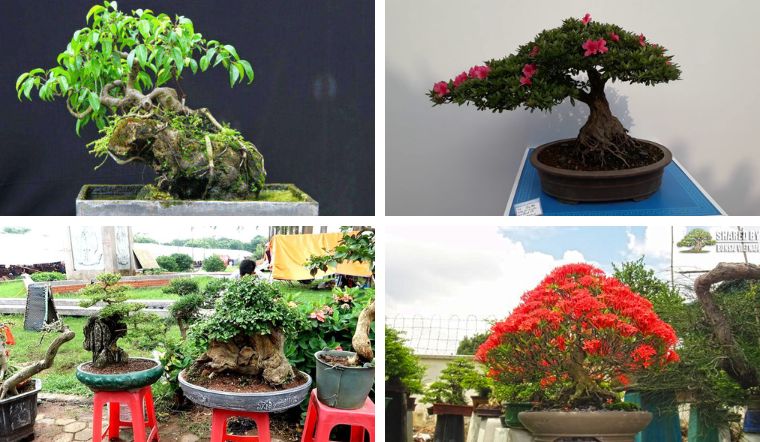 Top 20 Cây Bonsai Mini Để Bàn Đẹp Nhất, Hợp Phong Thủy