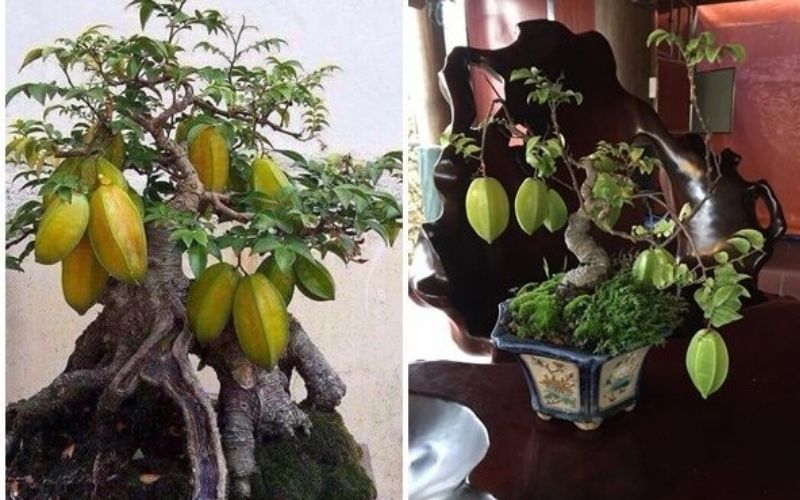 Bonsai để bàn cây khế