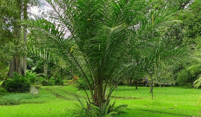 Cây cọ dầu: Ý nghĩa, hình ảnh, cách trồng, chăm sóc tại nhà