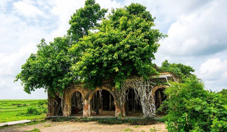 cây đề là cây gì