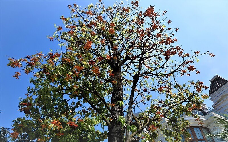 Cây sang (cây Sang Giàu) là một loại cây thân gỗ thuộc họ Lộc Vừng