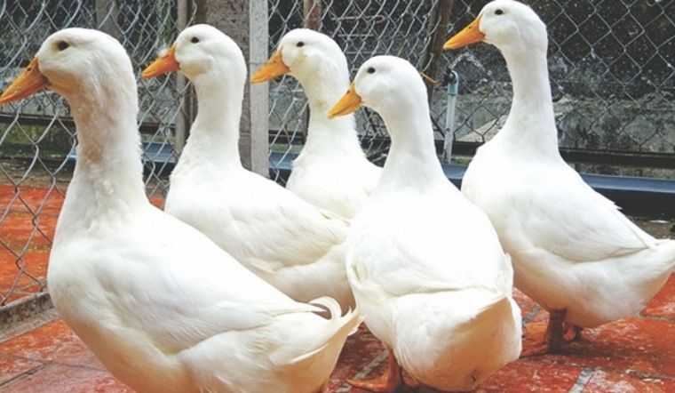 Giá gia cầm hôm nay 10/05/2022: Giá vịt tiếp tục có biến động