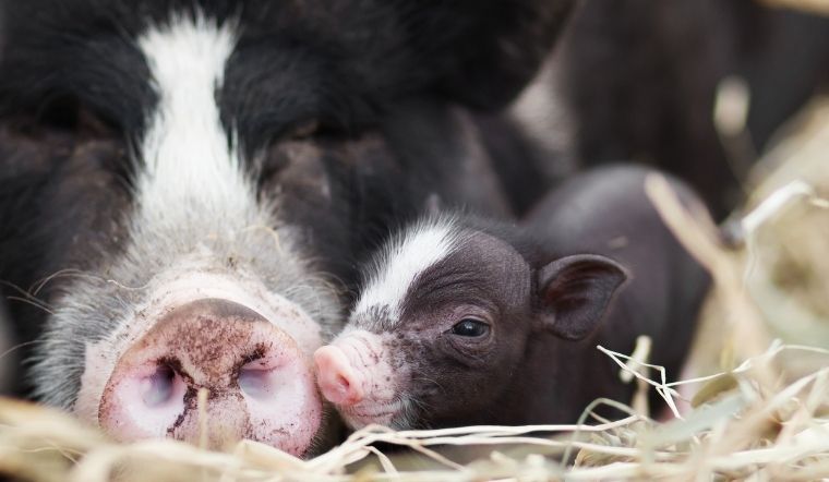 Giá heo hơi hôm nay 10/05/2022: Một số tỉnh ở miền Nam giảm nhẹ