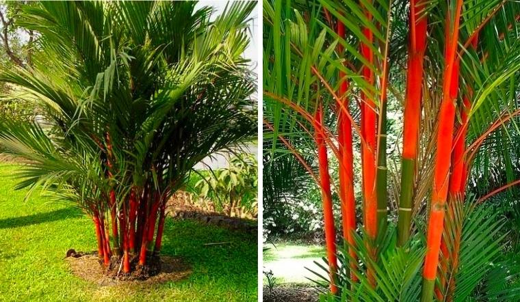 Cây cau đỏ: Ý nghĩa, hình ảnh, cách trồng, chăm sóc tại nhà