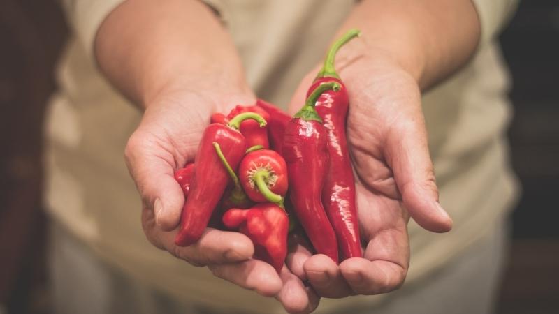 Giá ớt đang tăng trở lại vào những ngày gần đây Giá ớt đang tăng trở lại vào những ngày gần đây
