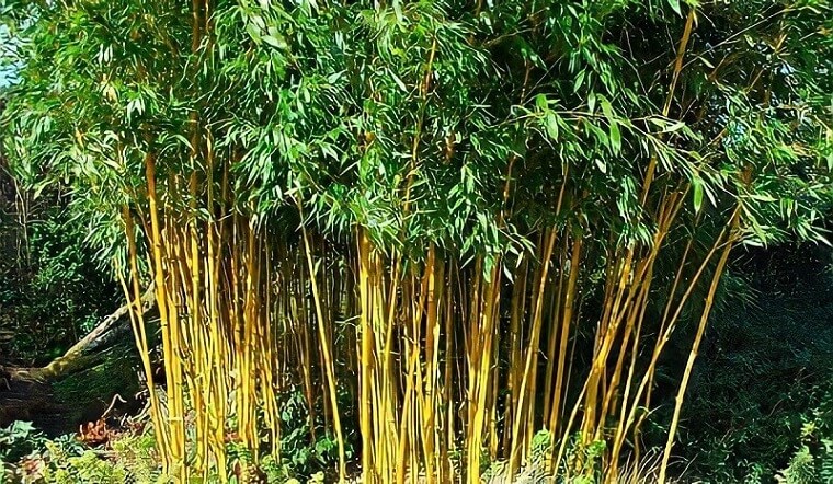 Cây trúc vàng: Ý nghĩa, hình ảnh, cách trồng, chăm sóc tại nhà