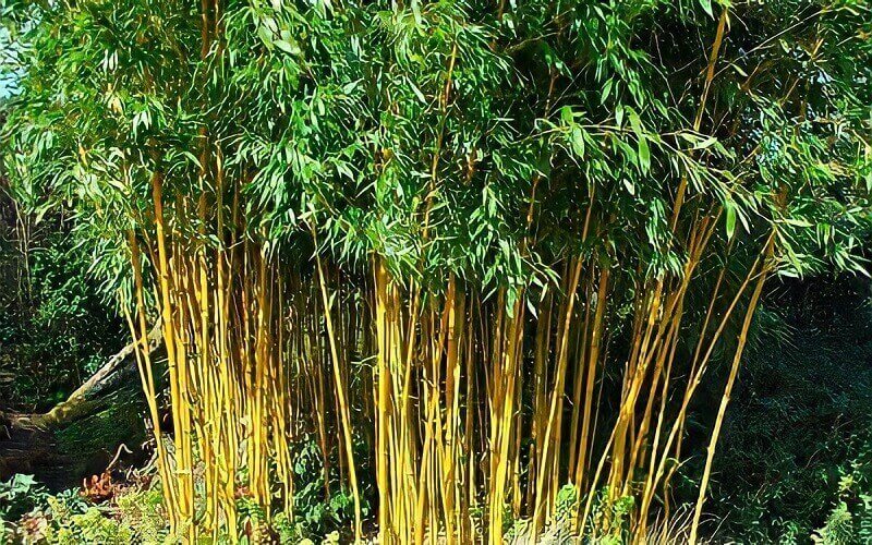 Cây trúc vàng (cây trúc chỉ vàng) là loại cây thuộc họ cỏ Poaceae