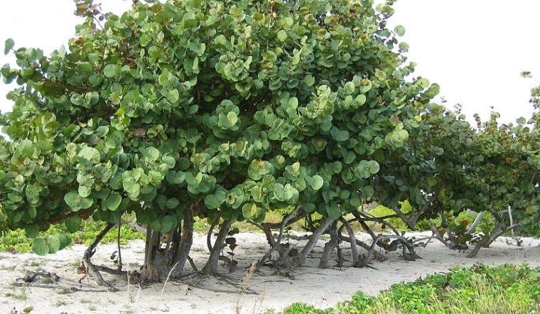 Cây bàng biển: Ý nghĩa, hình ảnh, cách trồng, chăm sóc tại nhà