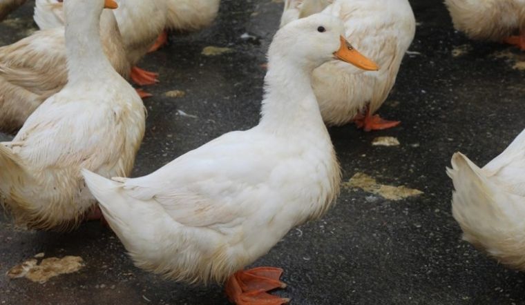 Giá gia cầm hôm nay 11/05/2022: Giá vịt tăng nhẹ khoảng 1.000 VND/kg