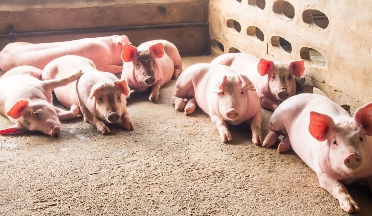 Giá heo hơi hôm nay 11/05/2022: Tăng mạnh 1.000 - 3.000 đồng/kg ở nhiều nơi