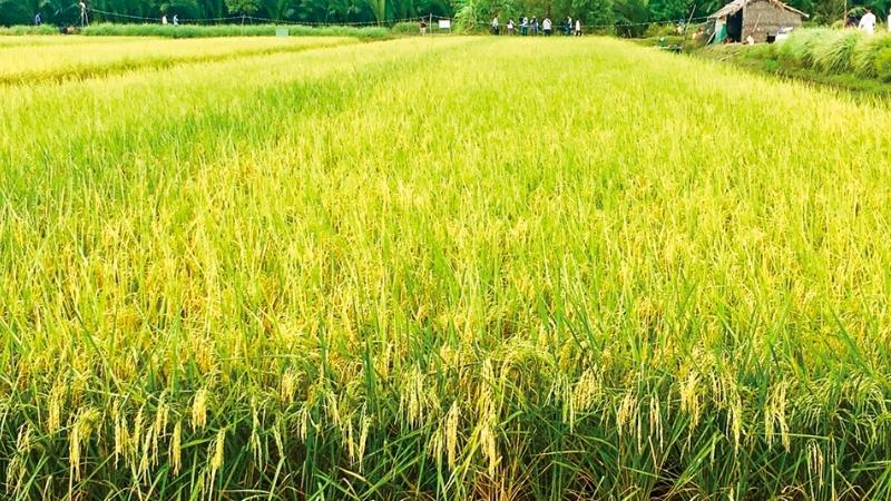 Giá lúa hôm nay 11/5