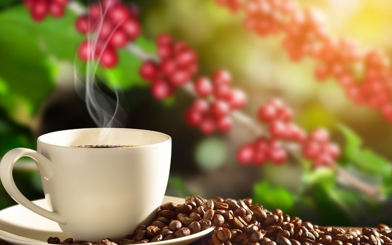 Giá cà phê trong nước hôm nay