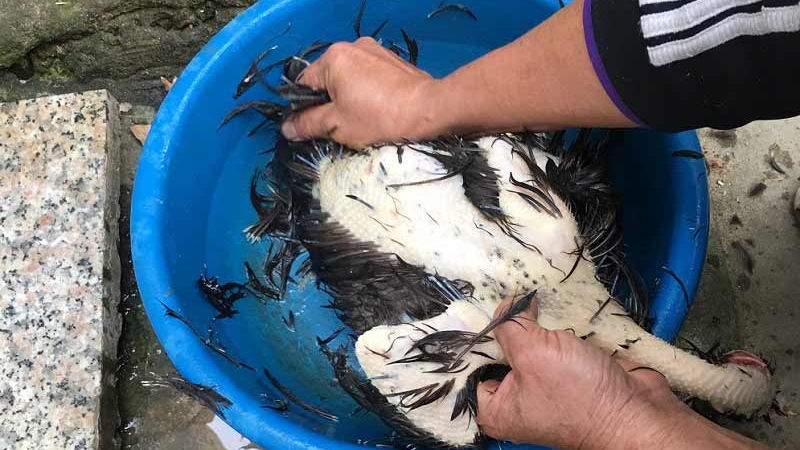 Tip for plucking feathers after cutting chicken giblets