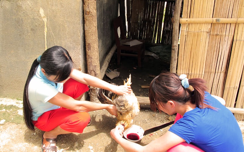 Cách cắt tiết gà chuẩn xác, một phát ăn ngay mà bạn nên biết