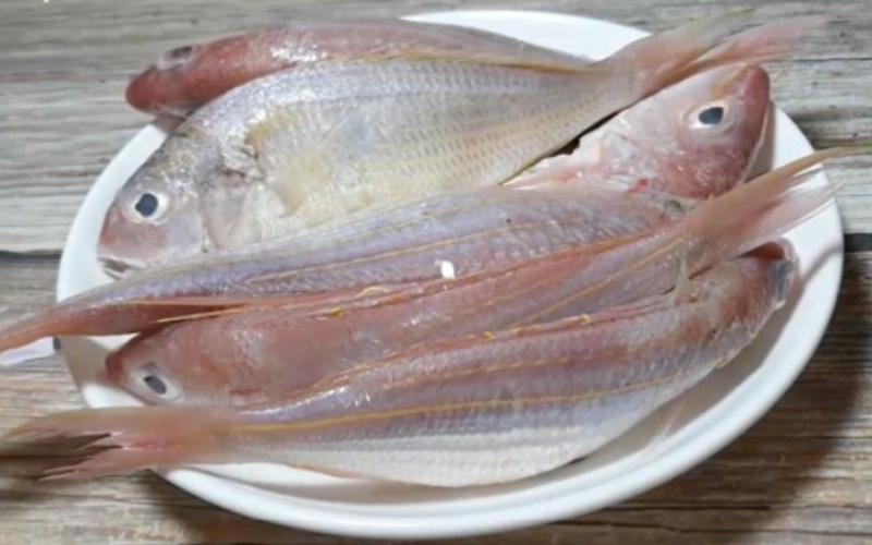 Red snapper in its natural habitat of brackish water