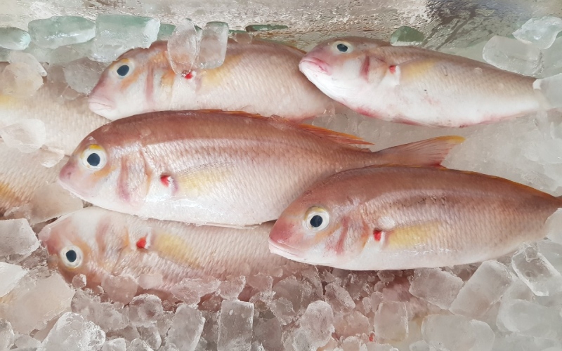 Red snapper with a size range of 10-18 cm