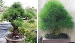 Cây dương liễu: Ý nghĩa, hình ảnh, cách trồng, chăm sóc tại nhà