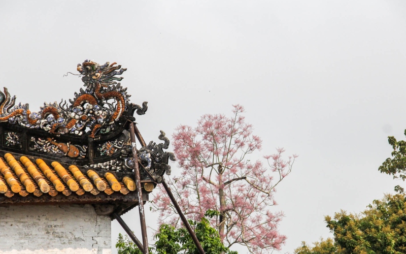 Cây Ngô Đồng Trung Quốc ẩn hiện trên mái nhà