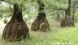 Cây thủy tùng: Ý nghĩa, hình ảnh, cách trồng, chăm sóc tại nhà