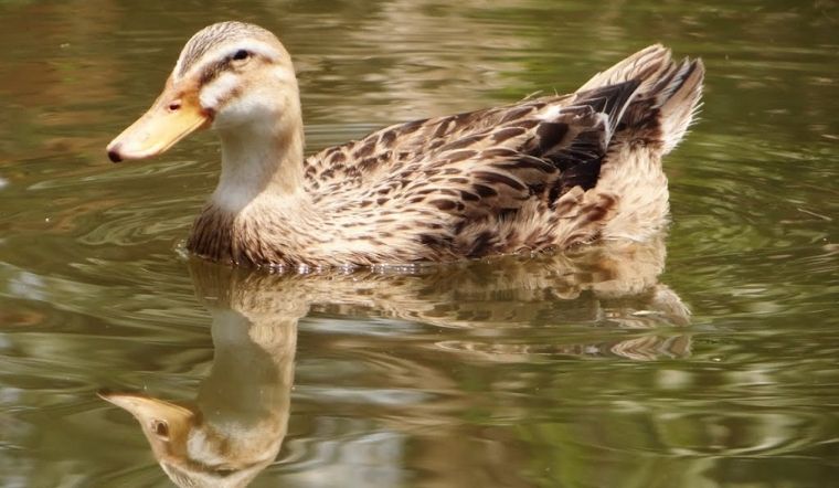 Giá gia cầm hôm nay 12/05/2022: Giá vịt giảm 3.000 VND/kg