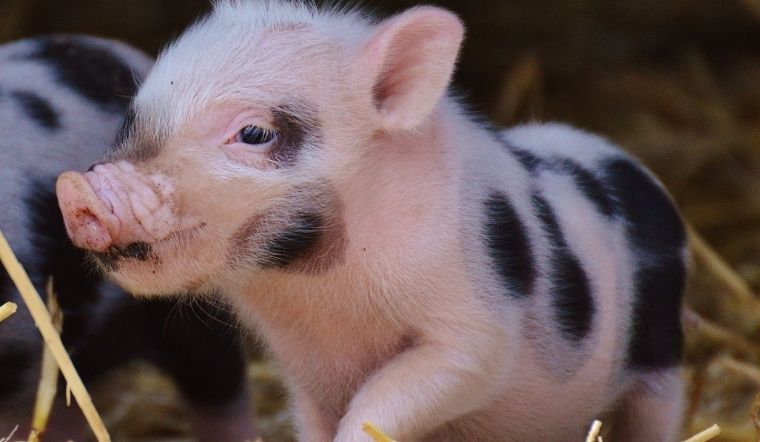 Giá heo hơi hôm nay 12/05/2022: Tăng giảm trái chiều từ 1.000 - 2.000 đồng/kg