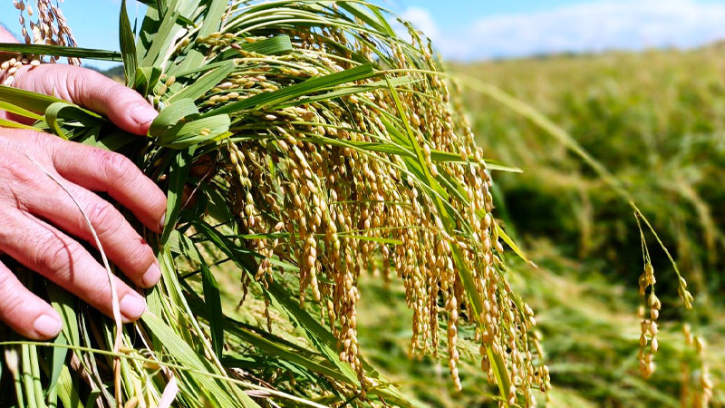 Giá lúa hôm nay 12/5