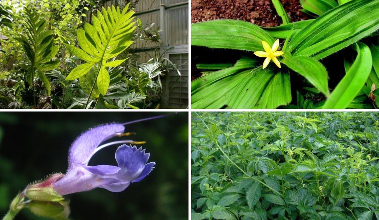 Top 7 các loại cây thuốc nam quý có tác dụng chữa bệnh ở Việt Nam 