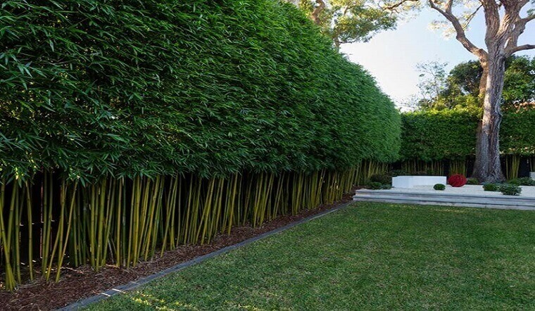 Cây trúc cần câu: Ý nghĩa, hình ảnh, cách trồng, chăm sóc tại nhà