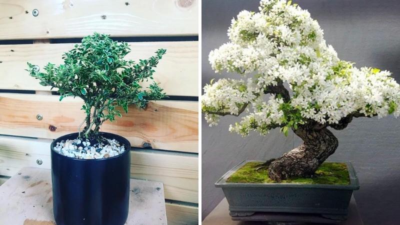 Cây Bạch Tuyết bonsai đẹp