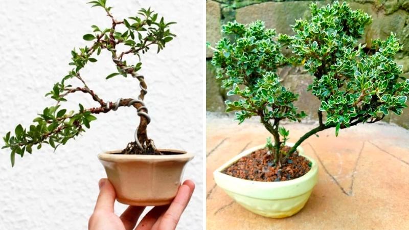 Cây Bạch Tuyết bonsai thích hợp để bàn