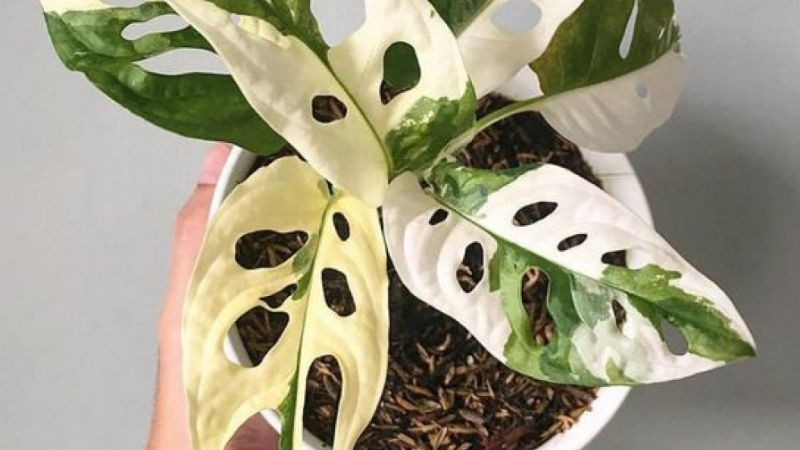 Giống Monstera Adansonii Variegated