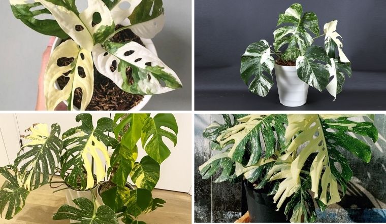 monstera là cây gì