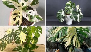 Cây monstera: Ý nghĩa, hình ảnh, cách trồng, chăm sóc tại nhà