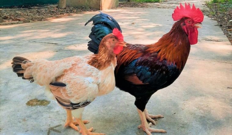 Giá gia cầm hôm nay 13/05/2022: Thị trường bình ổn trở lại