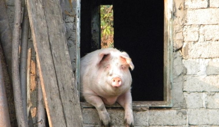 Giá heo hơi hôm nay 13/05/2022: Cả ba miền đều chững lại