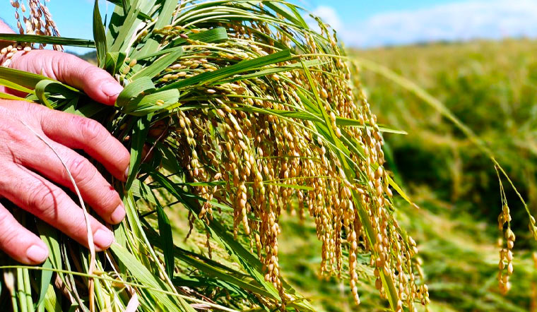 Giá lúa gạo hôm nay 13/5/2022: Lúa giảm hàng loạt từ 50-100 đồng/kg