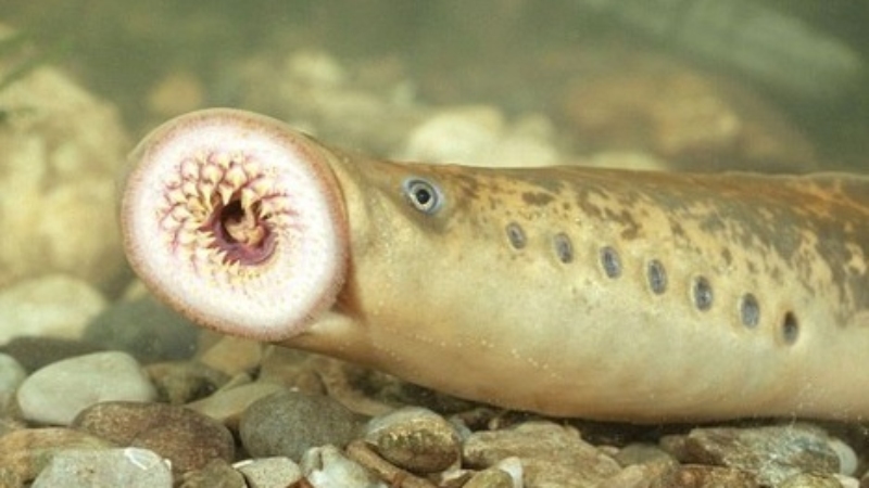 The stone-sucking fish is a parasitic fish