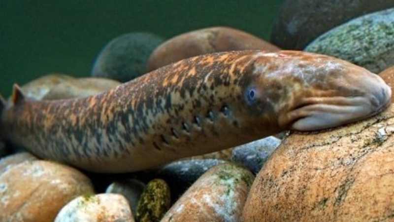 The stone-sucking fish likes to dig burrows, bury itself under mud or sand