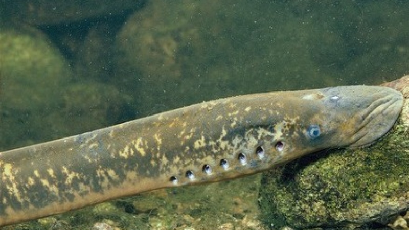 The stone-sucking fish eats small crustaceans, shrimp, young fish, and other small sea creatures