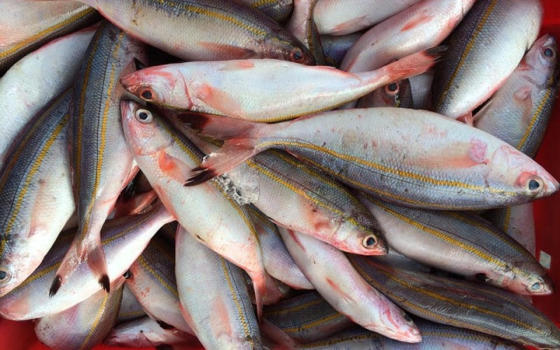 Indigo fish appear a lot on Phu Quy island