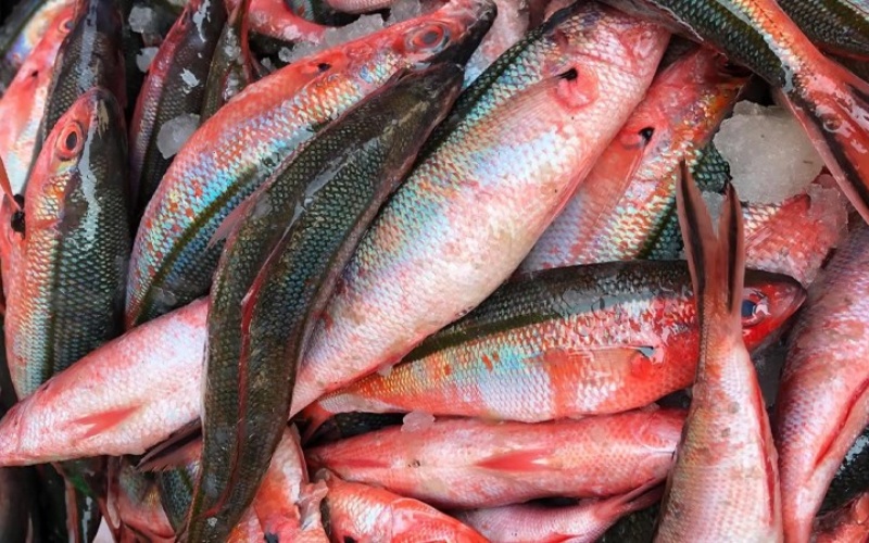 Nutritional rich indigo fish