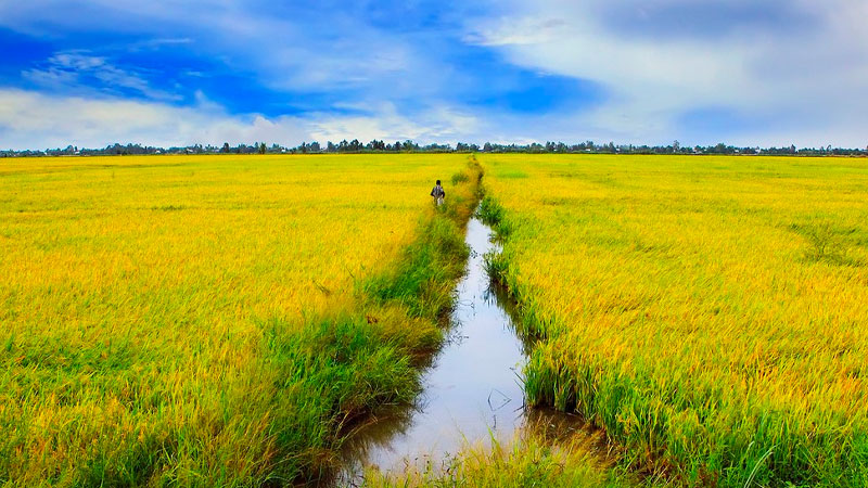 Giá lúa hôm nay 14/5