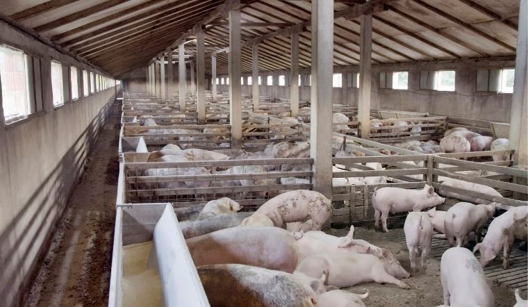 Giá heo hơi hôm nay 14/05/2022: Cả ba miền đồng loạt tăng