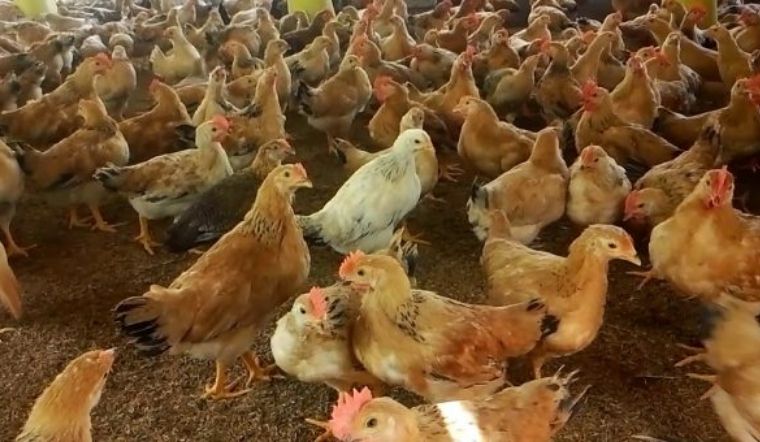 Giá gia cầm hôm nay 16/05/2022: Giá đi ngang ngày đầu tuần