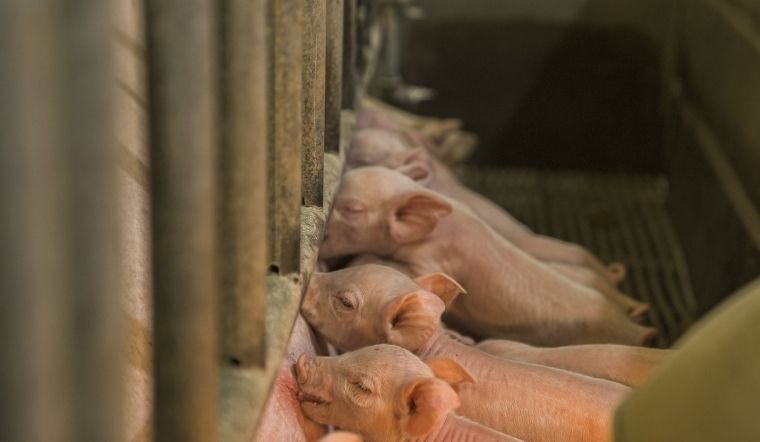 Giá heo hơi hôm nay 16/05/2022: Cả ba miền đều đi ngang