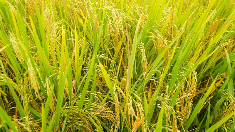  Giá lúa hôm nay 16/5