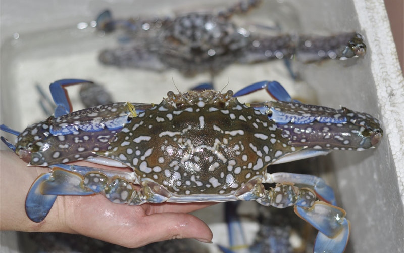 Store crabs in styrofoam boxes